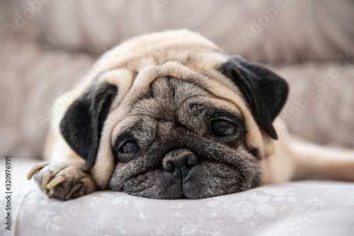 Pug dog face close up