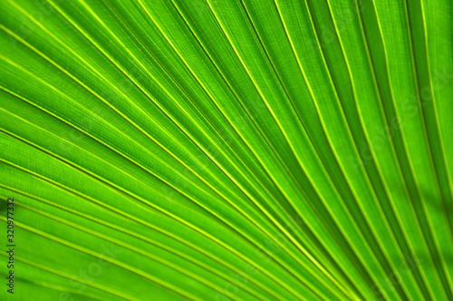 Textured palm tree leaves.