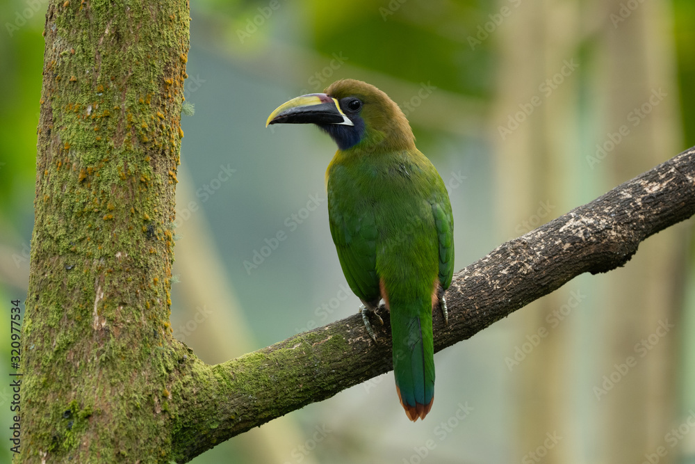 The Crimson-rumped Toucanet, Aulacorhynchus haematopygus perched on the branch in rain forest in Ecuador, dark scene with green color. The Crimson-rumped Toucanet, Aulacorhynchus haematopygus perched on the branch in rain forest in Ecuador, dark scene with green color.