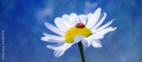 Marienkäfer auf einer Margerite bzw. einer Blume