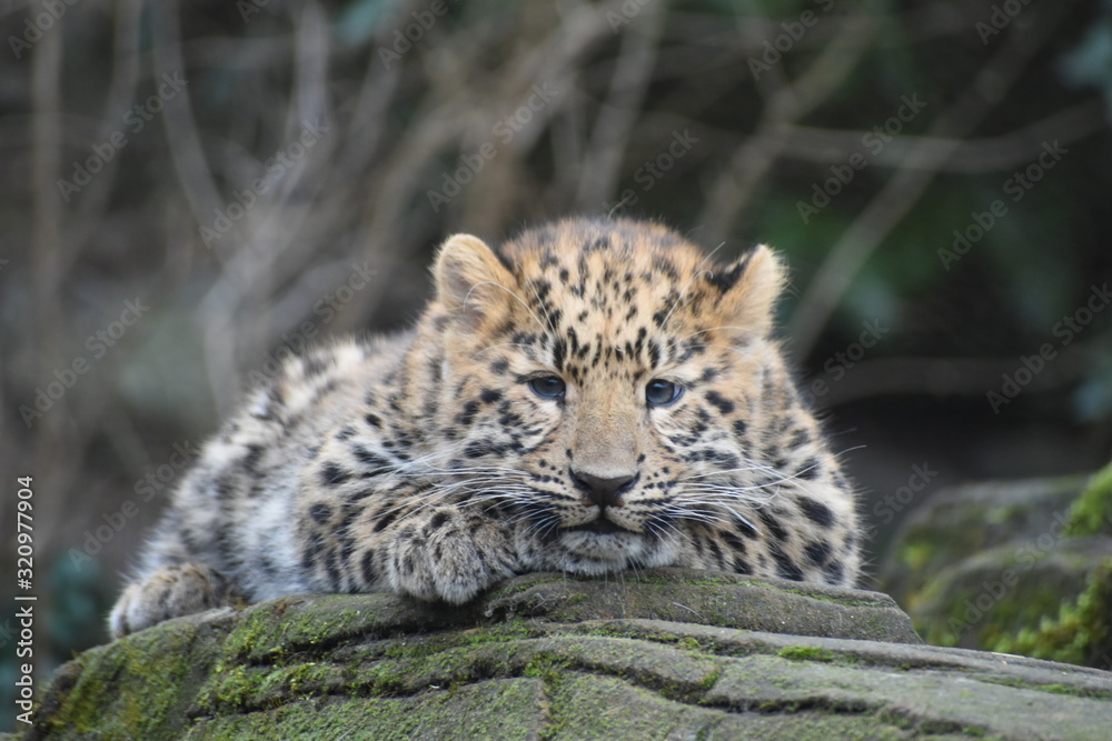 Obraz premium Adorable Amur leopard cub at the zoo