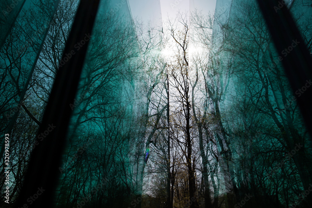 winter tree branches reflections in a glass winter tree branches reflections in a glass