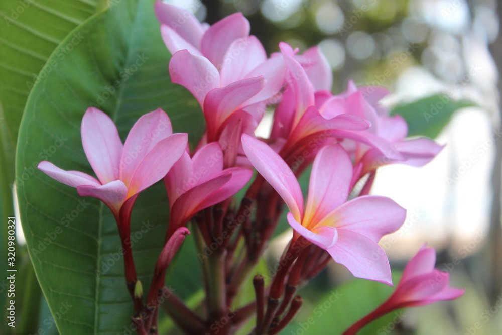 pink and white tropical flower