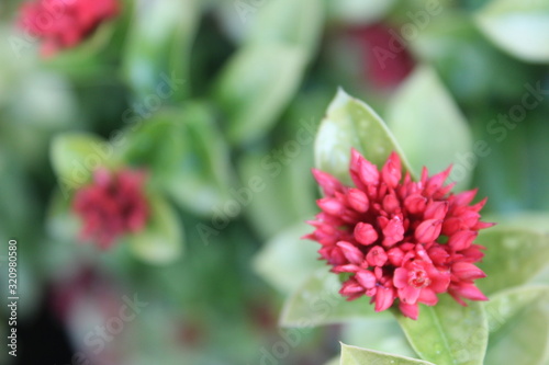 red tropical flowers in the hotel garden