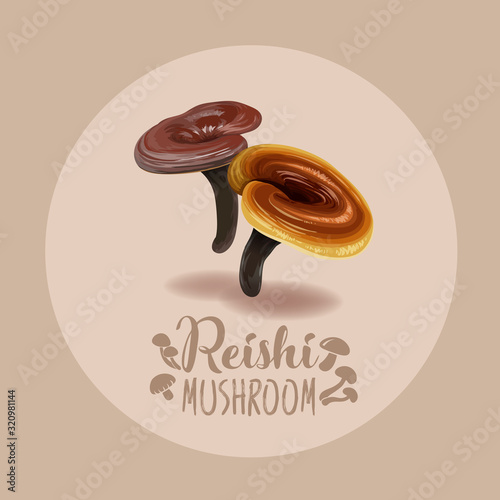 Reishi mushroom ( Ganoderma lucidum ) or lingzhi mushroom. Healthy organic superfood