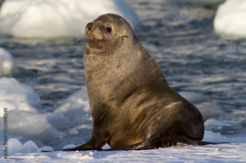 fur seal that sits in the snow on the shore of the southern ocean © Tarpan