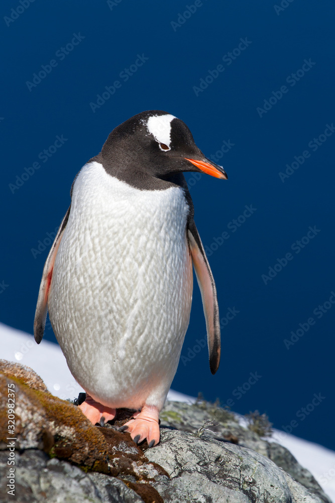 Fototapeta premium Gentoo penguin who stands on the edge of a cliff against the backdrop of the ocean