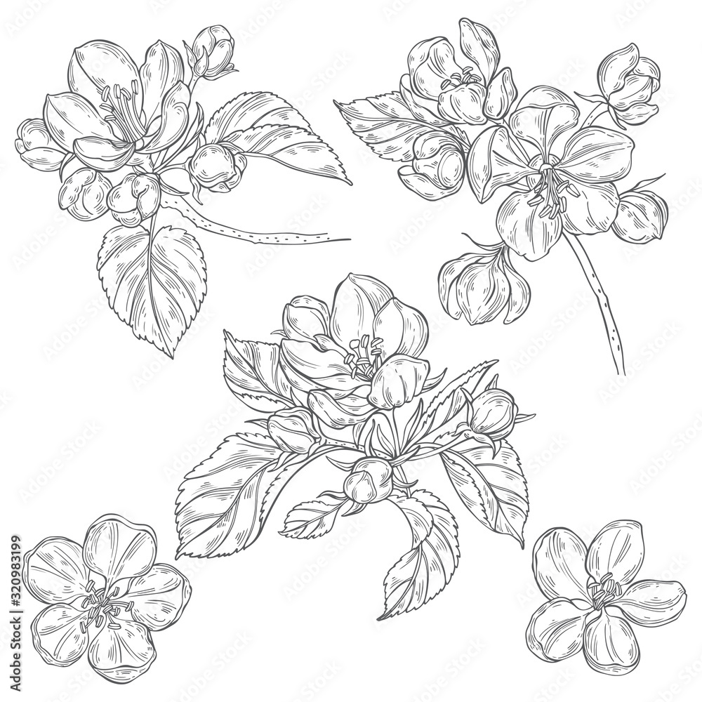 Apple tree branches. Sketch.Hand drawn outline vector illustration