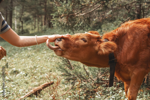 Woman caressing a cow's head in fores. Calf licks woman's arm