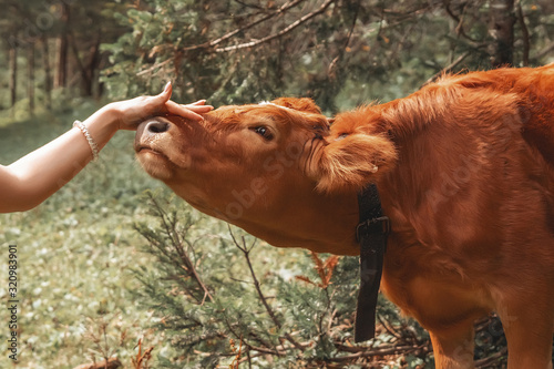 Woman caressing a cow's head in fores. Calf licks woman's arm