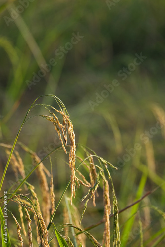ears of wheat in the field
