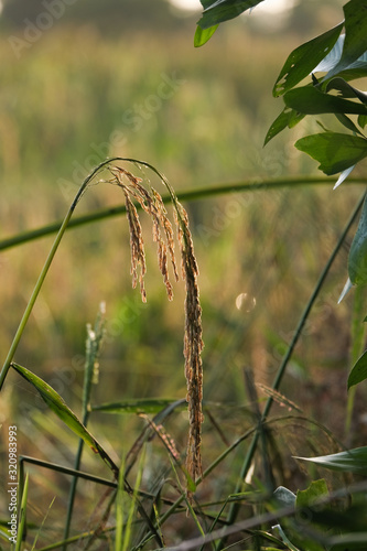 ears of wheat