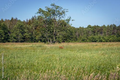 Deer in Lobez County, located in West Pomerania region of Poland photo