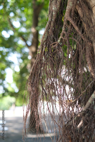 tree in the forest