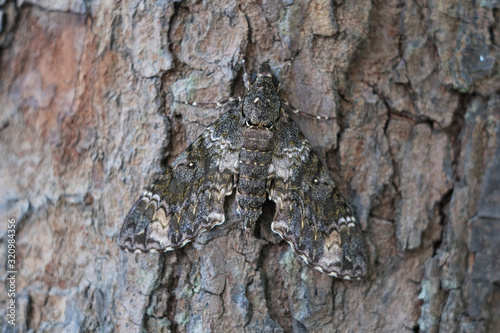 bark of a tree