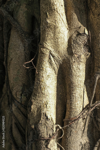 trunk of a tree