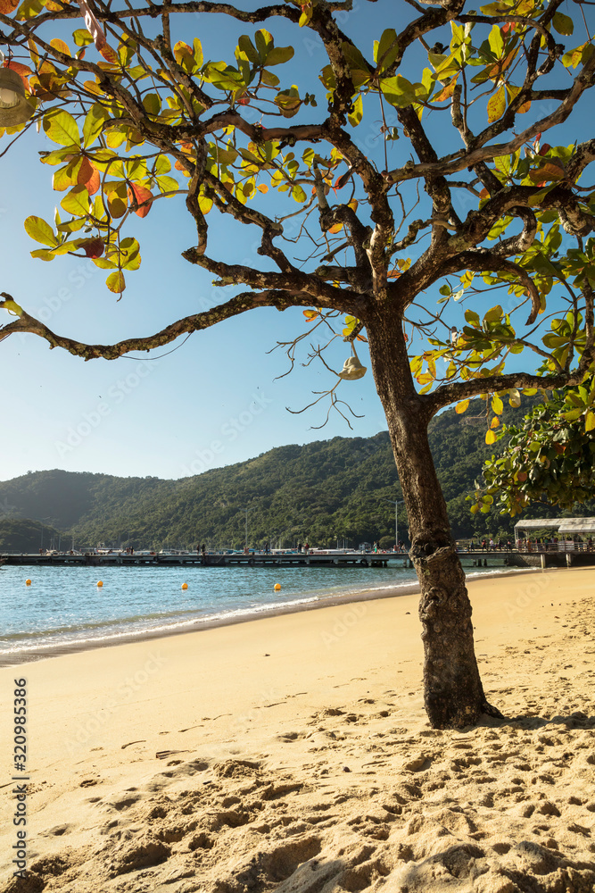 Beautiful tropical sea and ocean beach with chestnut tree and blue sky on sunny day in Abraao in Ilha Grande for vacation travel in Rio de Janeiro, Brazil