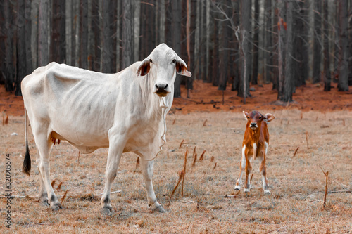 Canvas Print under weight thin cow and calf devastated by bushfires in Australia