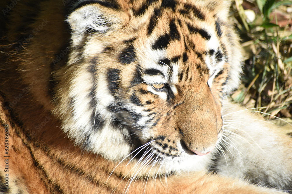 Fototapeta premium Close up of an adorable young Amur tiger cub at the zoo