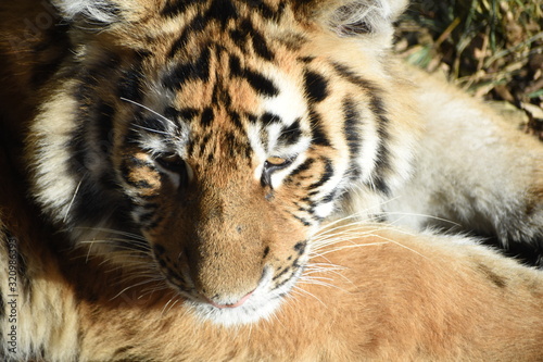 Fototapeta Naklejka Na Ścianę i Meble -  Close up of an adorable young Amur tiger cub at the zoo