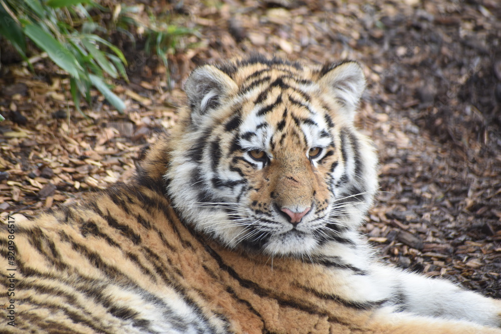 Close up of an adorable young Amur tiger cub at the zoo