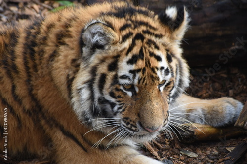 Fototapeta Naklejka Na Ścianę i Meble -  Close up of an adorable young Amur tiger cub at the zoo