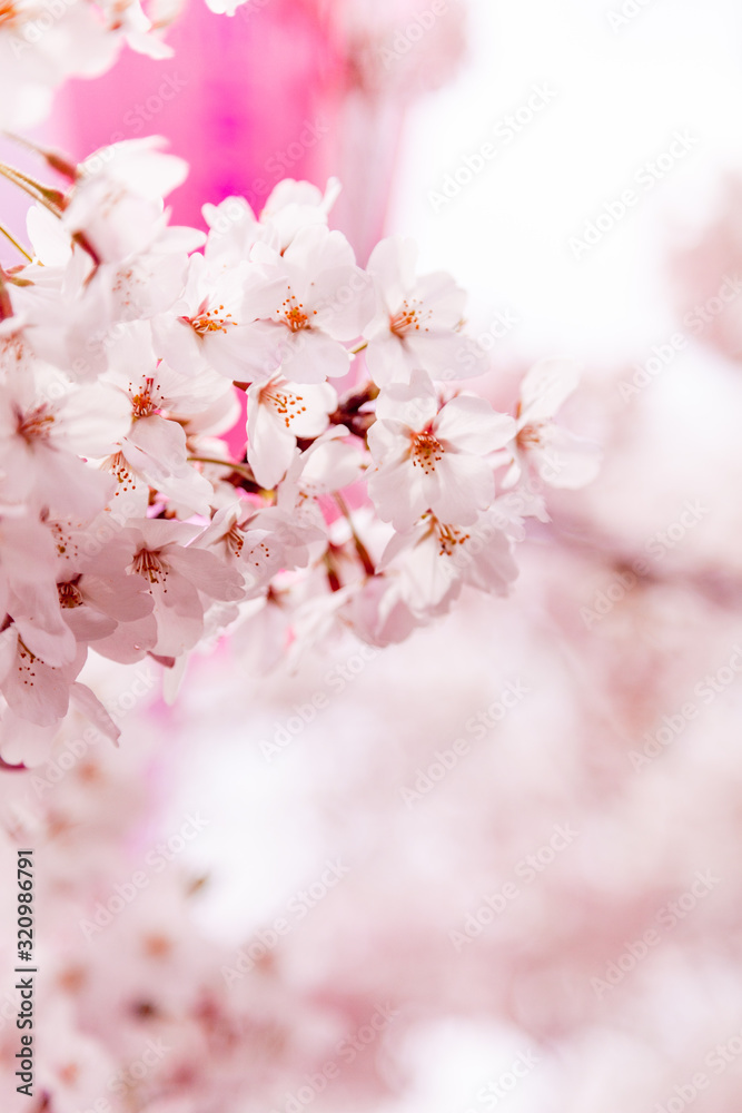 Obraz premium 目黒川の桜と提灯