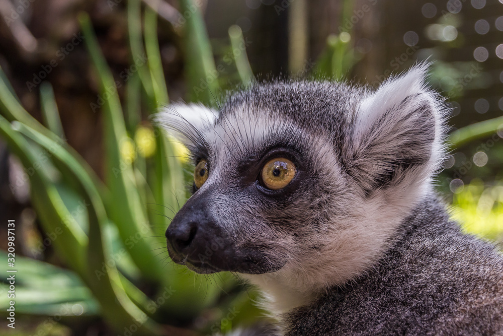Fototapeta premium cute fluffy lemur with big eyes looks away