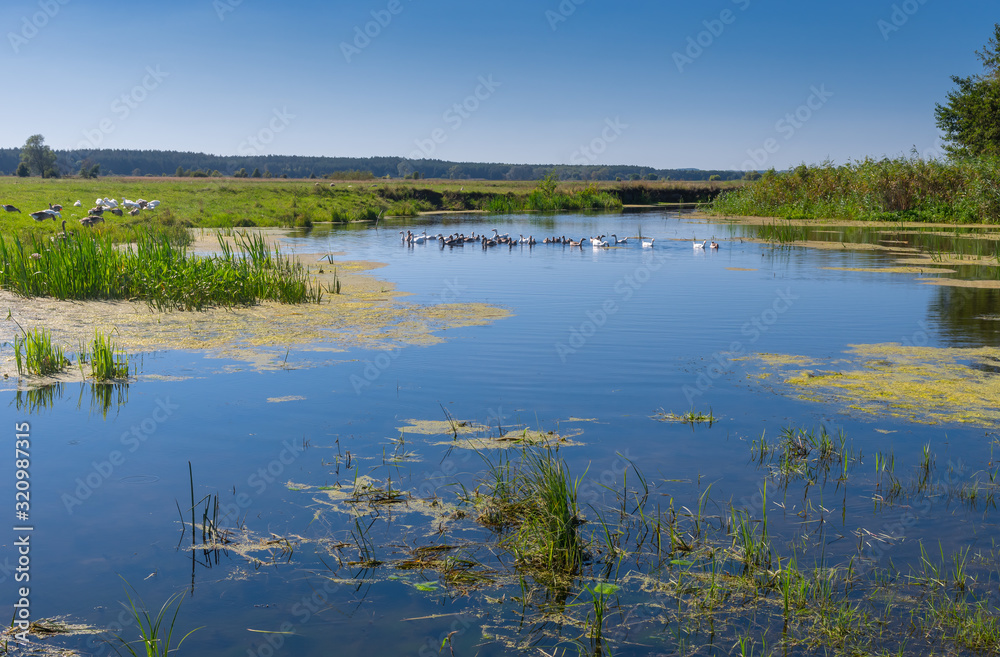Pictorial summer landscape with small river Merla and flock of home geese, Poltavskaya oblast,  Ukraine