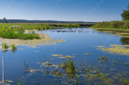 Pictorial summer landscape with small river Merla and flock of home geese, Poltavskaya oblast, Ukraine