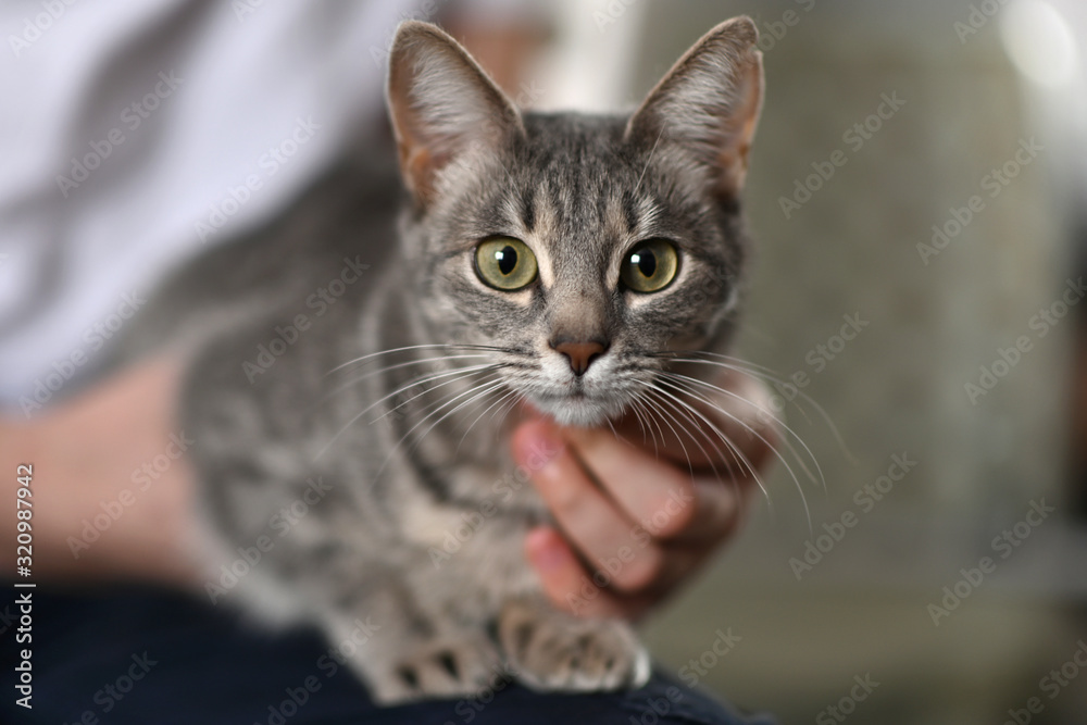 cute gray kitten in her arms