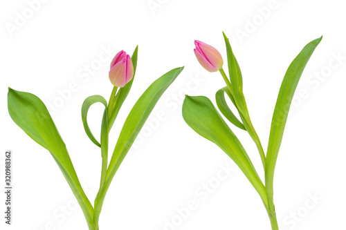 Two pink Tulip flowers with green leaves isolated on white background,with clipping path, floral design detail © OlgaKot20