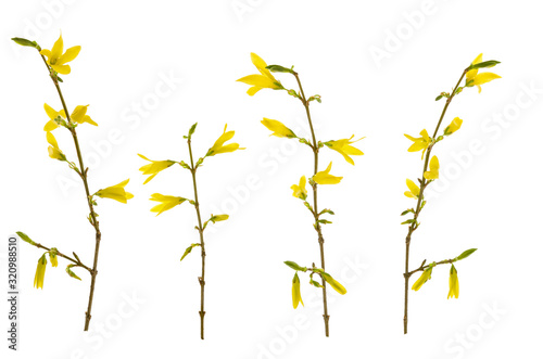 Tela Yellow spring forsythia flowers on branch with green buds isolated on white back
