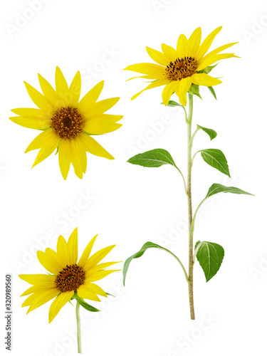 Sunflower flower on stem with leaves isolated on white background