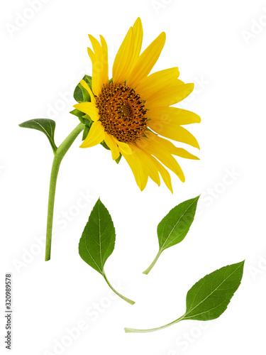 Yellow sunflower flower on stem with green leaves isolated on white background