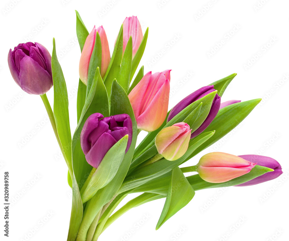 Purple, pink and yellow Tulip flowers with green leaves on stem isolated on white background