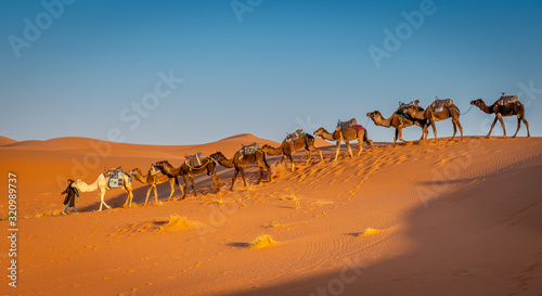 Berber and herd of camels in the Sahara at Sunrise, Merzouga, Morocco photo