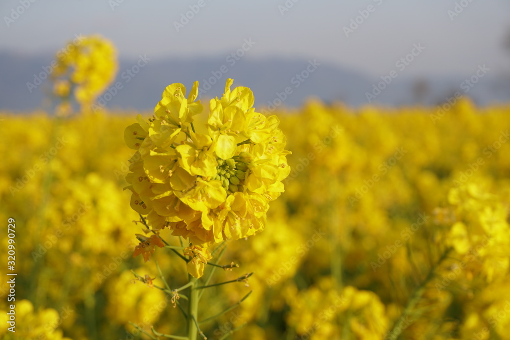 Fototapeta premium びわ湖畔守山なぎさ公園 菜の花畑