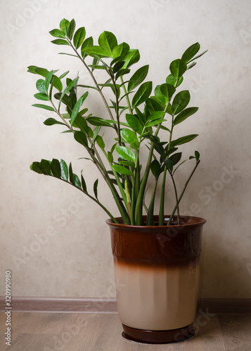 Zamioculcas home plant in a ceramic brown pot. The concept of home gardening. © Julia