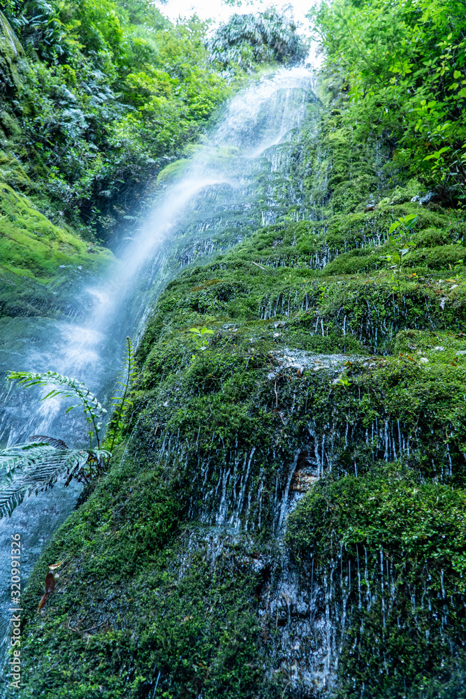 Fototapeta premium Waterfall in rainforest in new zealand