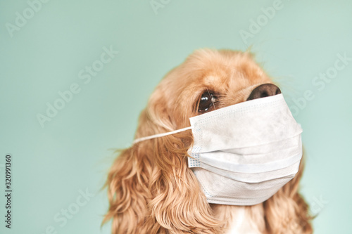 Dog in a medical mask. © Dima Anikin