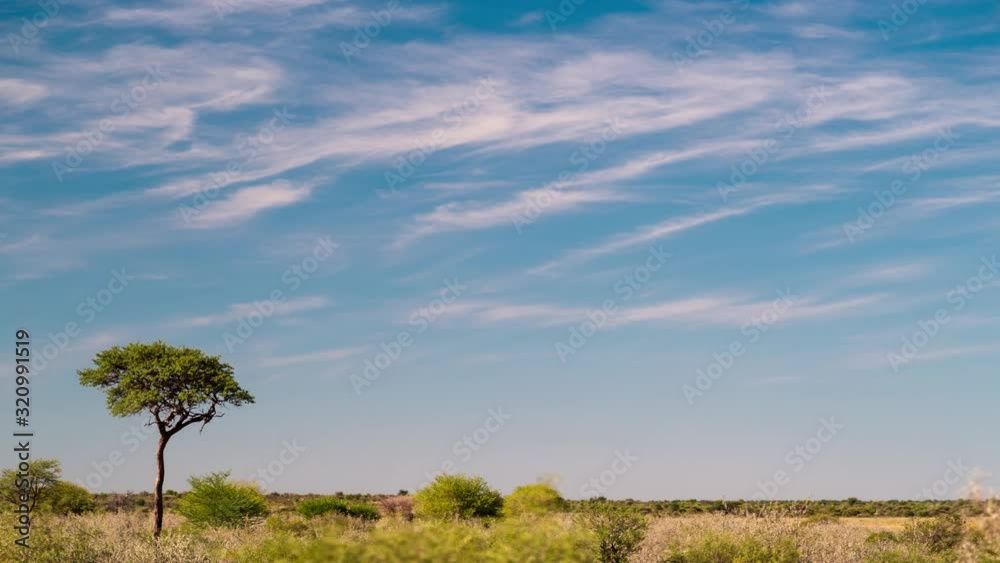 Static late afternoon timelapse of a lone tree in an open African savannah landscape in rural Botswana, with scattered clouds agains a blue sky.