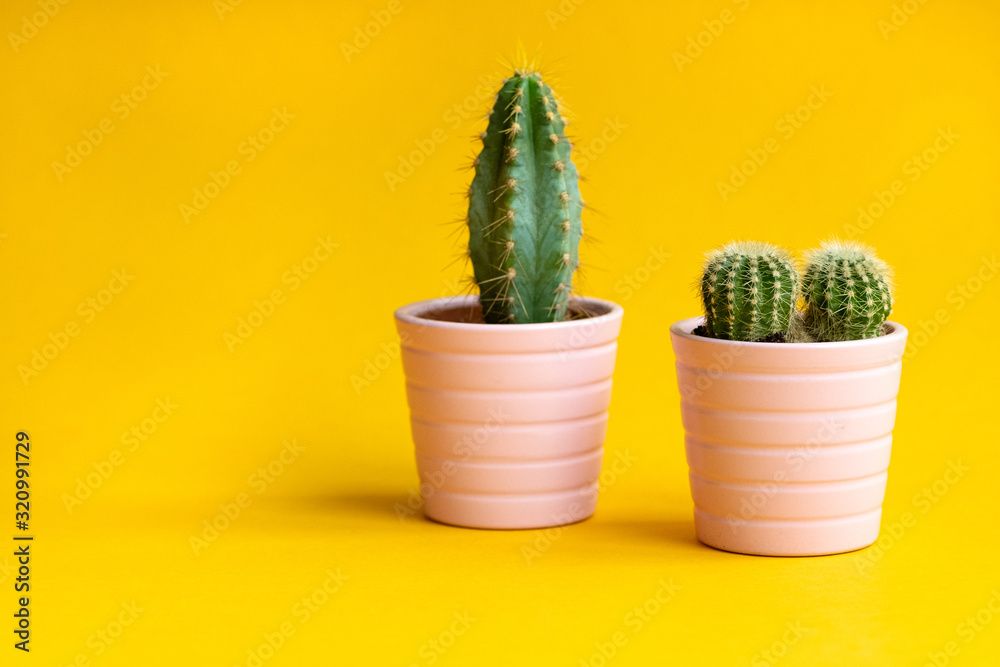 Two green cacti in pink pots on a yellow background. Minimal creative still life.Trendy Bright Color. Green Neon cactus. Mood on Yellow fashionable creative background. Two green cacti in pink pots on a yellow background. Minimal creative still life.Trendy Bright Color. Green Neon cactus. Mood on Yellow fashionable creative background.