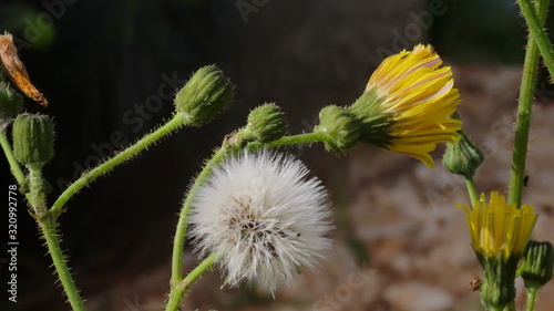 Croaia nature Flowers, mountains and trees photo