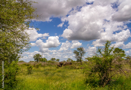 Wilderness landscape setting with African elephants image for background use in horizontal format