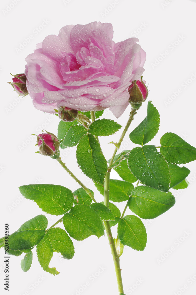 Fototapeta premium Pink rose on white. Isolated on white.