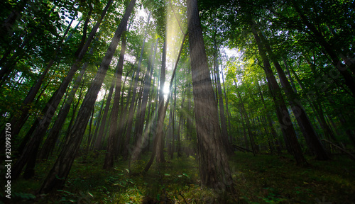sun rays in green forest © babaroga