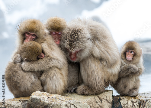 Foto Japanese Macaque Huddle