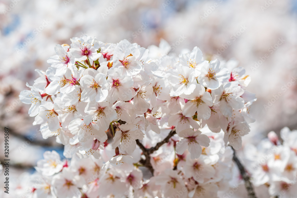 Fototapeta premium Cherry tree blossom in Japan
