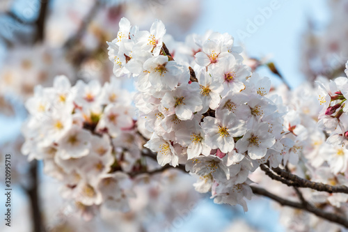 Cherry blossom in Kyoto © Oscar